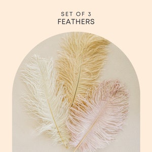 Set of 3 Natural Leather Ostrich Feather Product Photography Prop Add texture to Photography, Bouquets, Wedding Flat Lays, Product image 2