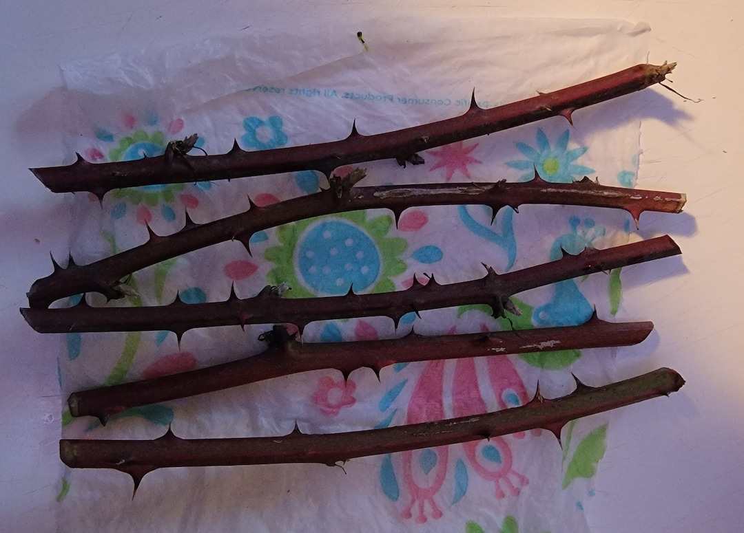 15 Elmleaf Blackberry Cuttings 6 8 Long Not Etsy