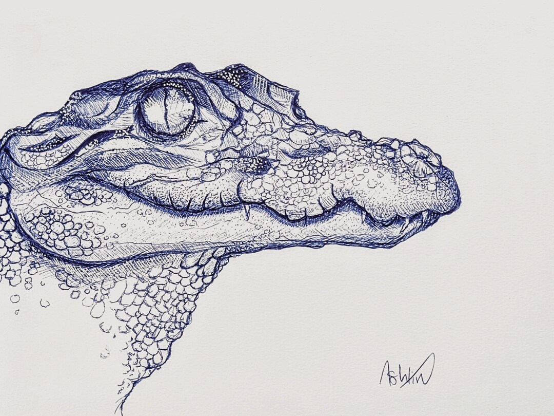 Original Art Print Caiman, Crocodile - Etsy