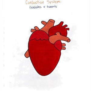 NCLEX cardiovascular system