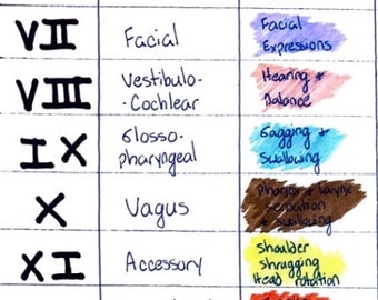 Buy Cranial Nerves & Functions | Nursing Review | Digital Download ...