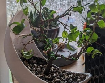 3D Printed Half Moon Planter