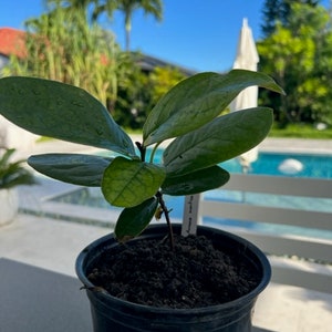 Annona monticola RARE seedling image 3