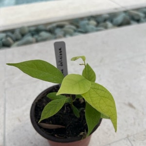 Rollinia deliciosa (Biriba) seedling