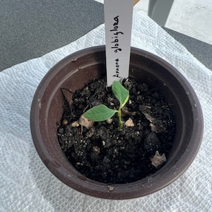 Muda de cherimoya anã mexicana (Annona globiflora) *RARA*