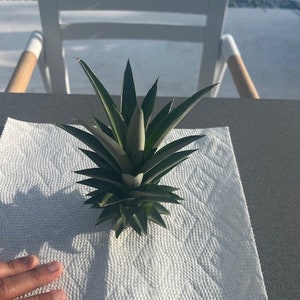 - Ein (1) Ananas-Pflanzentrieb (Ananas comosus)