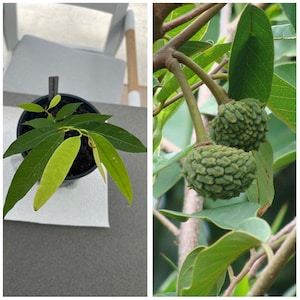 Plántula de Annona dolabripetala **RARA**