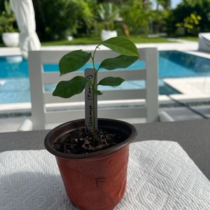 Pierce Cherimoya (Annona cherimoya) 1 Gal muda