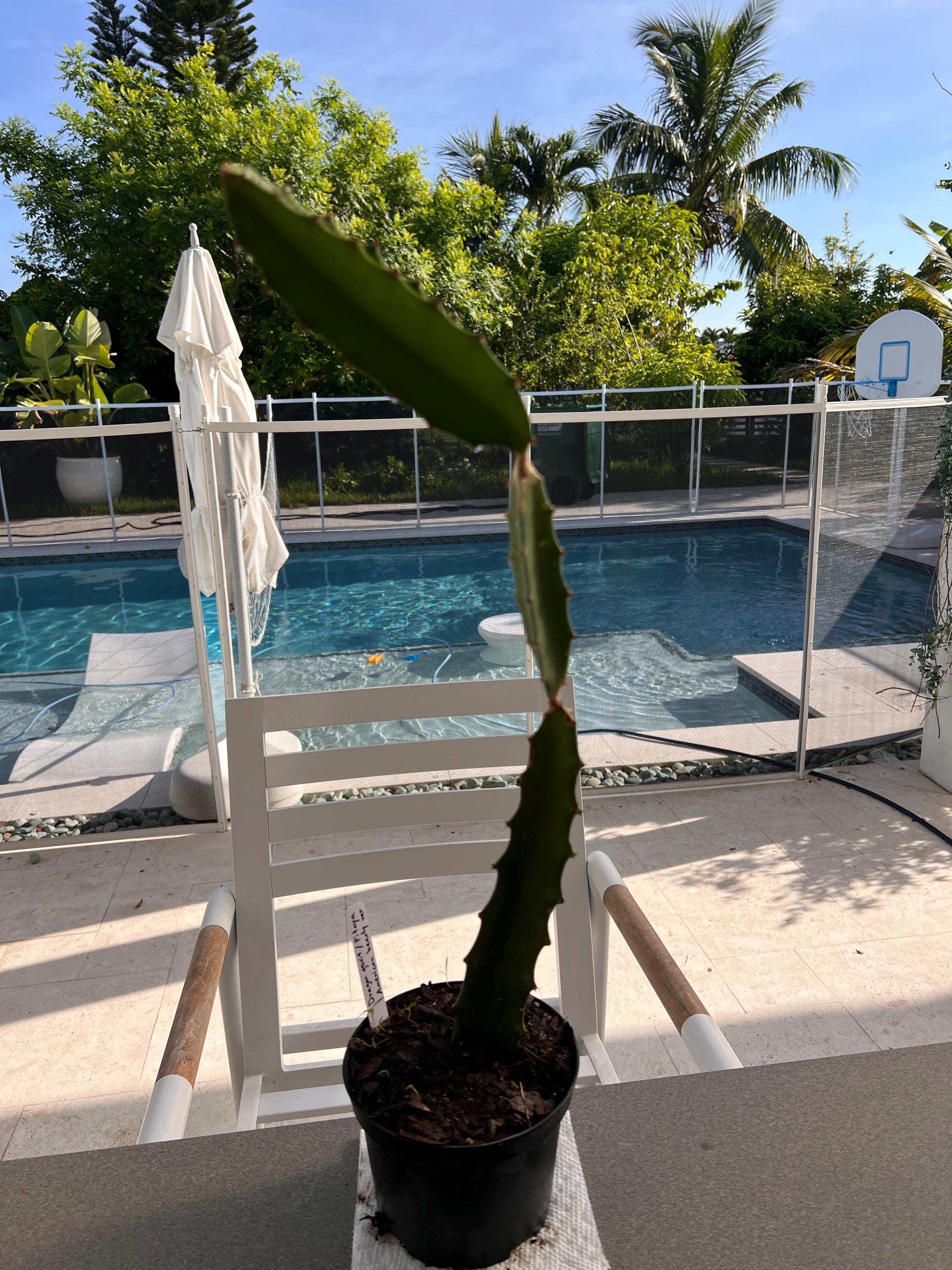 Dragon fruit american beauty - Etsy 日本