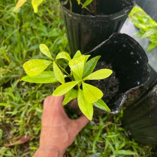 Grumichama (Eugenia Brasiliensis) Brazilian Cherry ROOTINGS - FRUITS FAST !