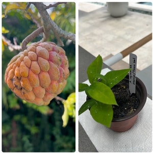 Annona squamosa var &quot;CBN&quot; Orange Torna Sol seedling **RARE**