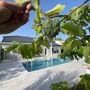 Geffner atemoya (Annona squamosa x Annona cherimoya seedling)