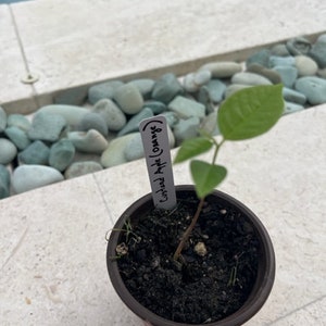 Custardappel (Annona reticulata) Sinaasappel