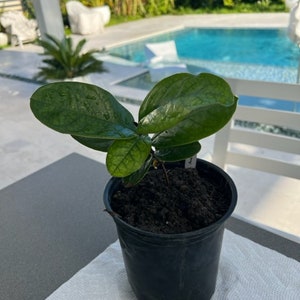 Annona monticola (RARE) seedling