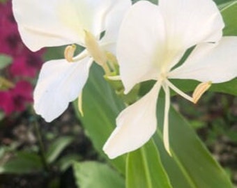 White butterfly (Hedychium coronarium) roots for planting