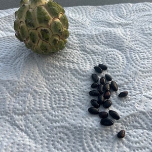 Sugar apple (Annona squamosa) 20 fresh seeds