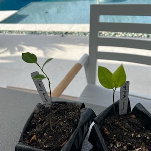 Golden Soursop SPECIAL (Annona muricata) seedling