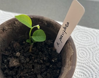 Beach custard apple (Annona parviflora) seedling *RARE*