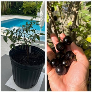 Plinia pilosa **RAA** jabuticaba