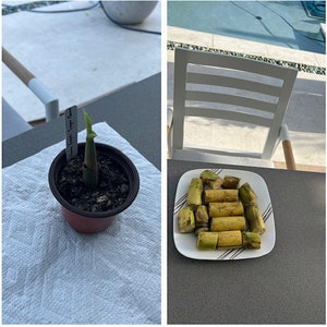 Home green var sugar cane