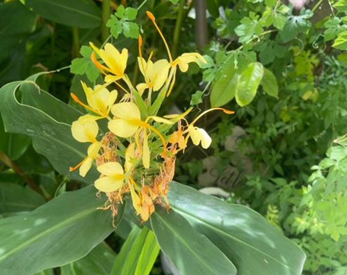LagoMarFarms Kahili Ginger Lily Roots
