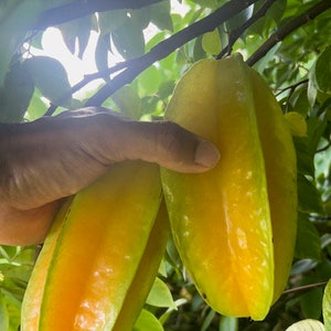 Sternfrucht (Averrhoa Carambola) Samen