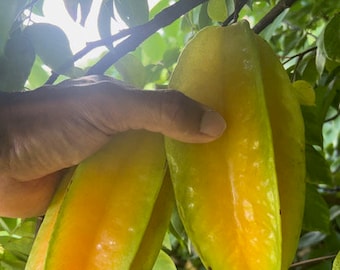 Star Fruit (Averrhoa Carambola) seeds