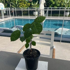 Annona conica seedling **HYPER RARE**