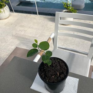 Annona cacans seedling **SUPER RARE**