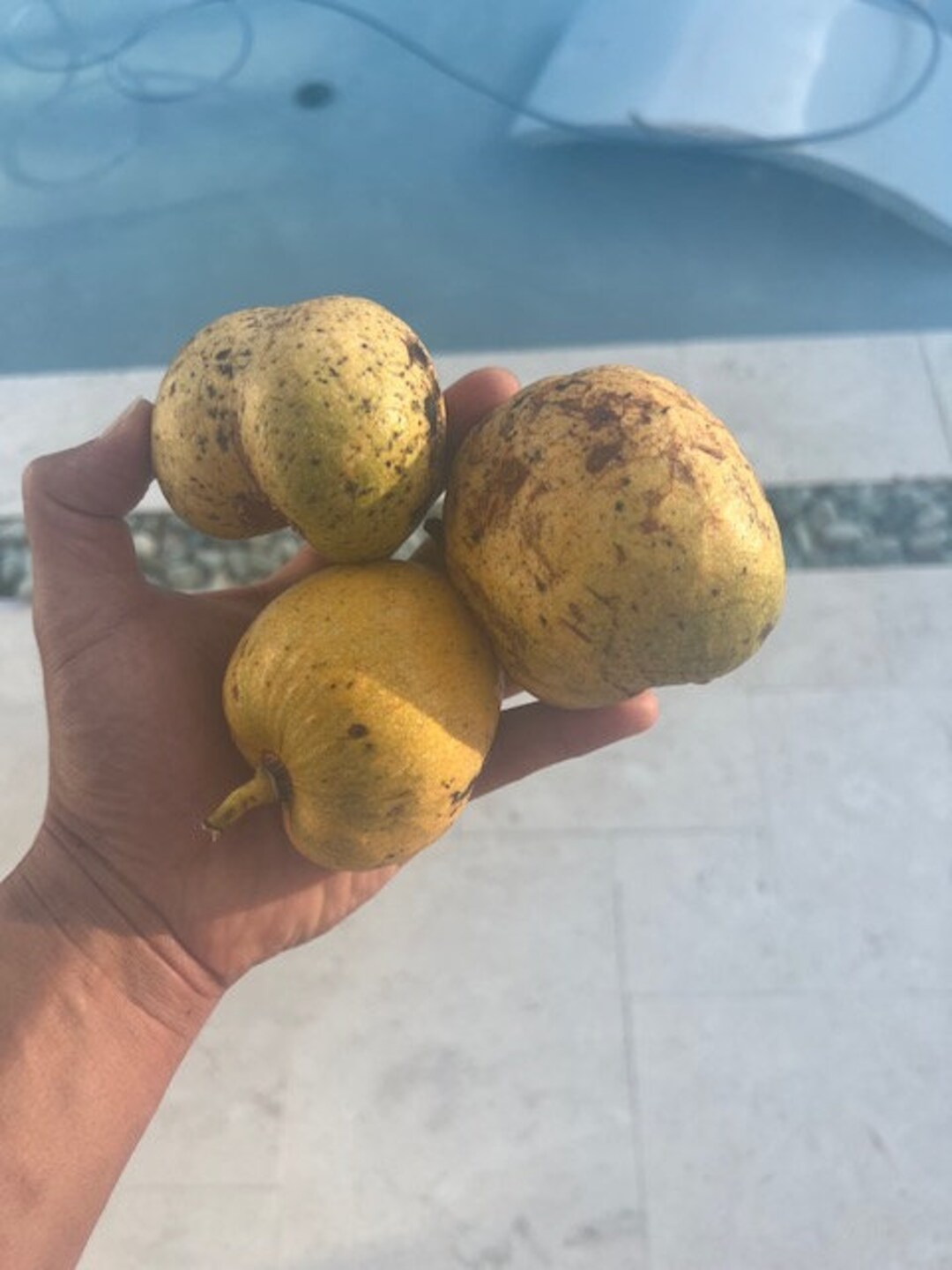 10 Pond Apple (annona Glabra) Seeds - Etsy