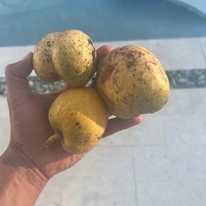 10 Pond apple (Annona glabra) seeds