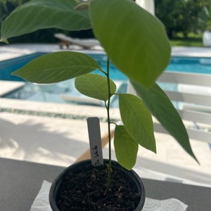 True Cherimoya Dr. White 1 Gal Seedling