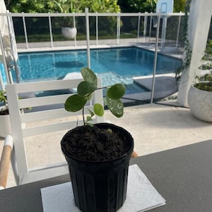 Annona crassiflora **SUPER RARE**