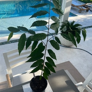 Annona neulaurifolia seedling **RARE**