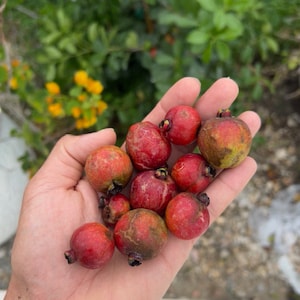 Strawberry Guava/Red Cattley Guava (Psidium cattleianum) seeds