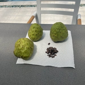 10 Dr. White Cherimoya (Annona cherimola) seeds
