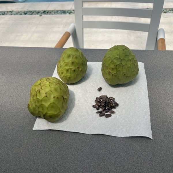 20 Samen Dr. White Cherimoya (Annona cherimola)