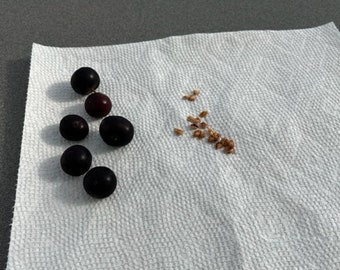 20 Governor's Plum (Flacourtia indica) fresh seeds