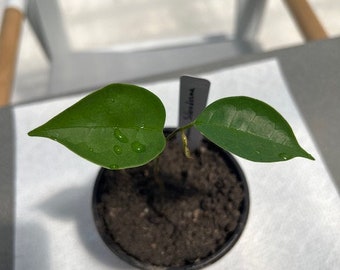 Annona scleroderma (Poshte) seedling **RARE**