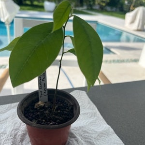 True Cherimoya African Pride 1 Gal Seedling