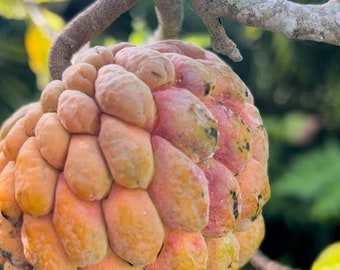 Annona squamosa var Cuban Orange Torna Sol (7 fresh seeds)