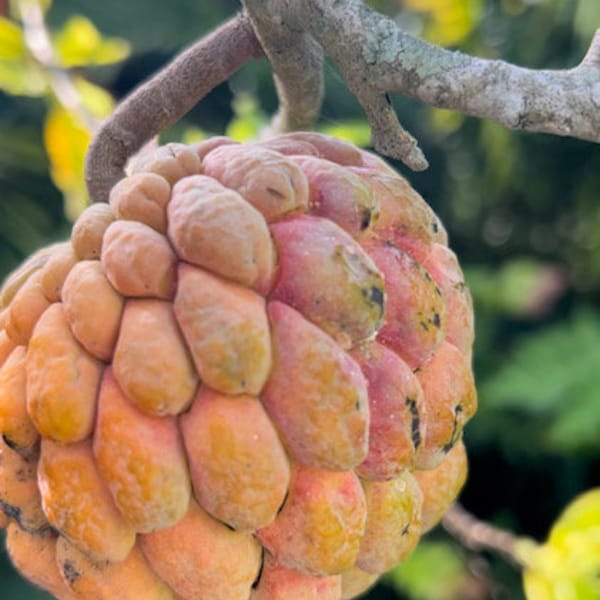 Annona squamosa var Cuban Orange Torna Sol (7 frische Samen)