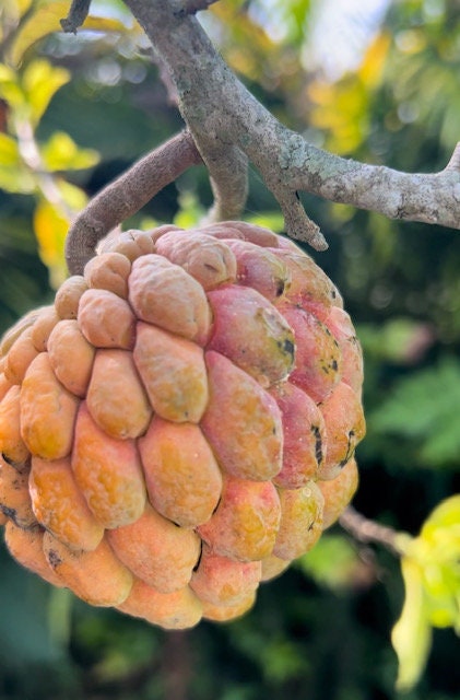 Annona squamosa var. „CBN“ Orange Torna Sol (7 frische Samen)