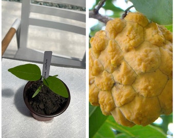 Savanna Custard Apple (Annona aurantiaca) seedling **RARE**