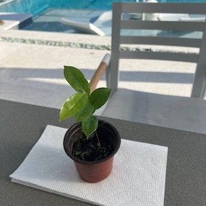Soursop (Annona muricata) Guanabana seedling