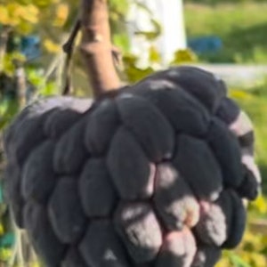 10 Purple Sugar apple (Annona squamosa) seeds