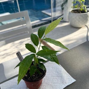 2 Chirimoyas (Annona reticulata) Key West var