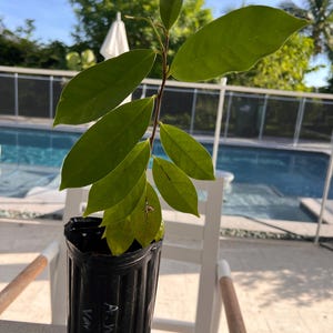 Annona nÍtida var &quot;Pera&quot;