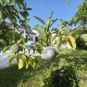 Geffner atemoya (Annona squamosa x Annona cherimoya) seeds