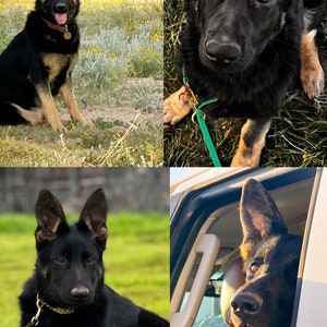 German Shepherd Phone Wallpaper